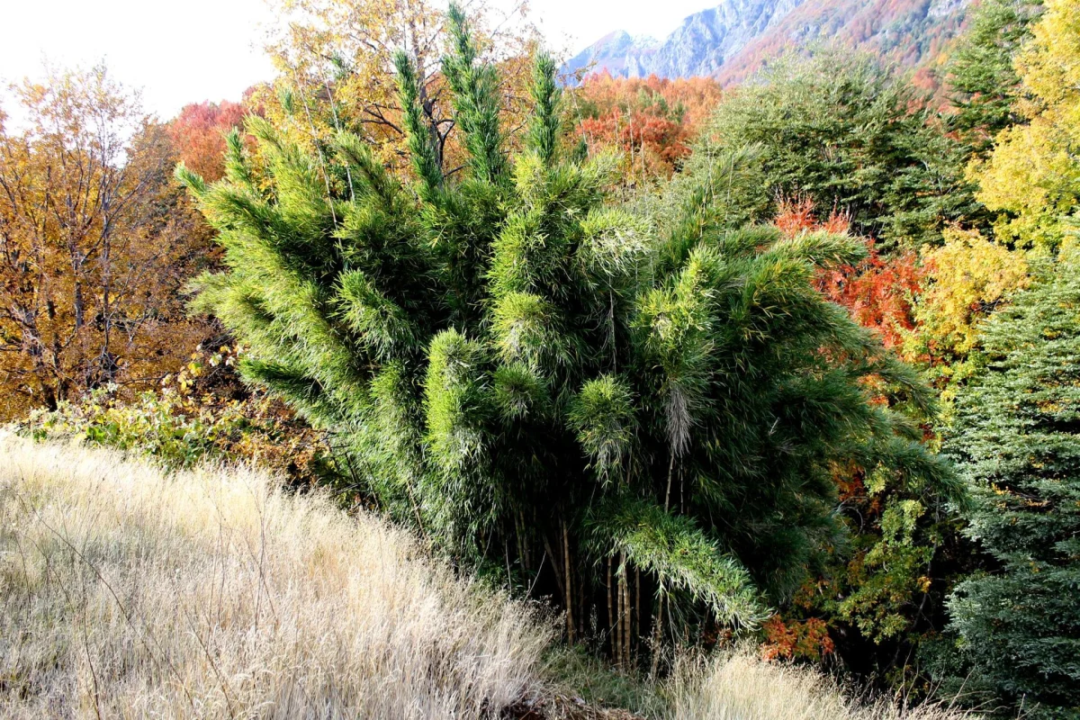 9° PuescoFest 2026: Artes, Culturas y Naturaleza en Curarrehue