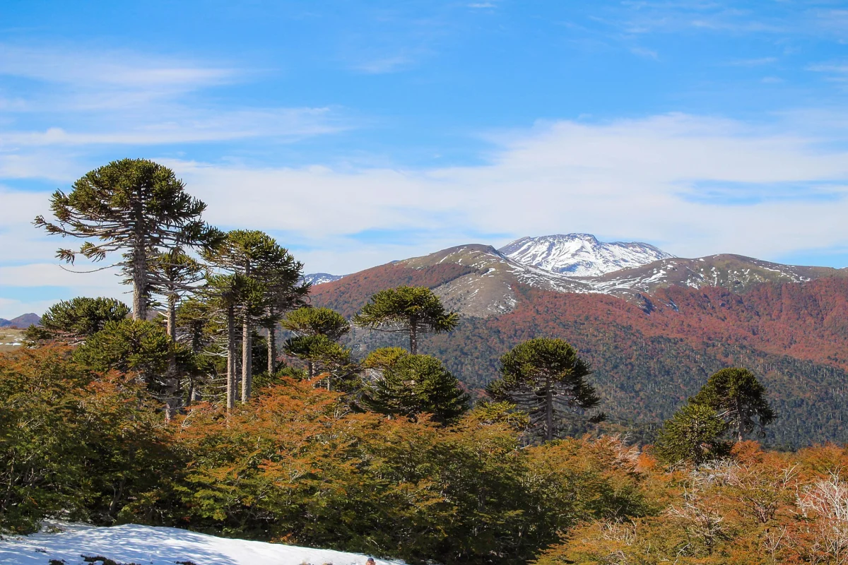 Parque Nacional Villarrica — foto 2