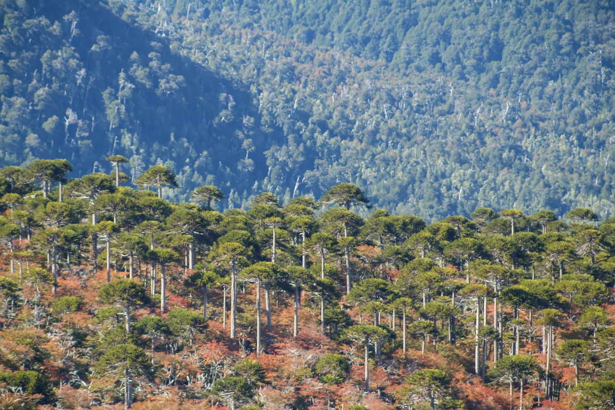 Parque Nacional Villarrica — foto 1